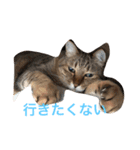 かわいい猫ムーです！（個別スタンプ：5）