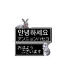 簡単会話な韓国語スタンプ with.つみれさん（個別スタンプ：1）