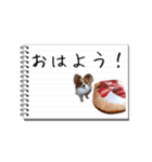 パピヨンのはなちゃん メモ帳ver.（個別スタンプ：1）