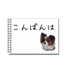 パピヨンのはなちゃん メモ帳ver.（個別スタンプ：3）