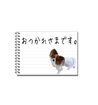 パピヨンのはなちゃん メモ帳ver.（個別スタンプ：4）
