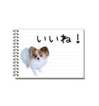 パピヨンのはなちゃん メモ帳ver.（個別スタンプ：5）