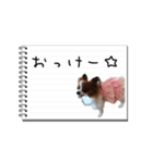 パピヨンのはなちゃん メモ帳ver.（個別スタンプ：6）