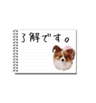 パピヨンのはなちゃん メモ帳ver.（個別スタンプ：7）