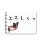 パピヨンのはなちゃん メモ帳ver.（個別スタンプ：8）