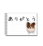 パピヨンのはなちゃん メモ帳ver.（個別スタンプ：9）