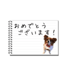パピヨンのはなちゃん メモ帳ver.（個別スタンプ：10）