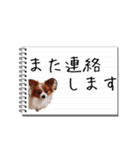 パピヨンのはなちゃん メモ帳ver.（個別スタンプ：11）
