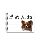 パピヨンのはなちゃん メモ帳ver.（個別スタンプ：12）