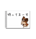 パピヨンのはなちゃん メモ帳ver.（個別スタンプ：16）