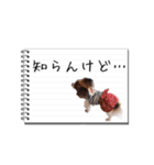 パピヨンのはなちゃん メモ帳ver.（個別スタンプ：20）