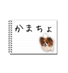 パピヨンのはなちゃん メモ帳ver.（個別スタンプ：22）