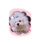 Bolognese dog Rena and Reno 2（個別スタンプ：1）