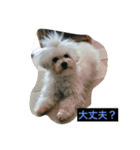 Bolognese dog Rena and Reno 2（個別スタンプ：2）