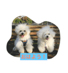 Bolognese dog Rena and Reno 2（個別スタンプ：3）
