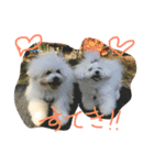 Bolognese dog Rena and Reno 2（個別スタンプ：4）