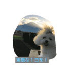 Bolognese dog Rena and Reno 2（個別スタンプ：5）