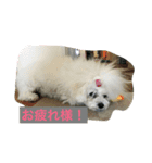 Bolognese dog Rena and Reno 2（個別スタンプ：6）