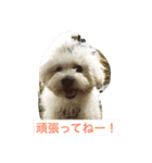 Bolognese dog Rena and Reno 2（個別スタンプ：7）