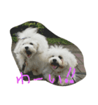 Bolognese dog Rena and Reno 2（個別スタンプ：8）