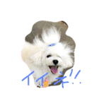 Bolognese dog Rena and Reno 2（個別スタンプ：9）