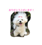 Bolognese dog Rena and Reno 2（個別スタンプ：10）