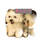 Bolognese dog Rena and Reno 2（個別スタンプ：11）