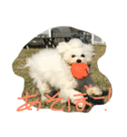 Bolognese dog Rena and Reno 2（個別スタンプ：12）