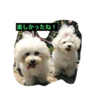 Bolognese dog Rena and Reno 2（個別スタンプ：13）