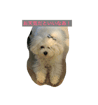 Bolognese dog Rena and Reno 2（個別スタンプ：14）