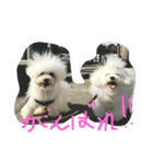Bolognese dog Rena and Reno 2（個別スタンプ：15）