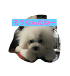 Bolognese dog Rena and Reno 2（個別スタンプ：16）