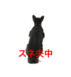 スコティッシュテリア（個別スタンプ：4）
