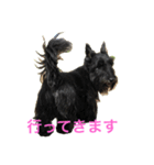 スコティッシュテリア（個別スタンプ：6）