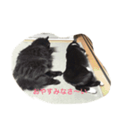 ミーちゃんとレオ（個別スタンプ：3）