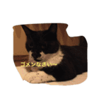 ミーちゃんとレオ（個別スタンプ：6）