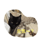 ミーちゃんとレオ（個別スタンプ：8）