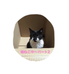 ミーちゃんとレオ（個別スタンプ：14）