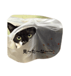 ミーちゃんとレオ（個別スタンプ：15）