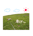 麦太#ポメプー 2（個別スタンプ：25）