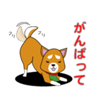 柴犬けんじくん3（個別スタンプ：2）