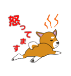 柴犬けんじくん3（個別スタンプ：12）