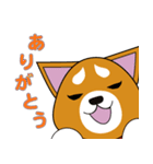 柴犬けんじくん3（個別スタンプ：17）