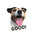 うちのかわいい犬（個別スタンプ：1）