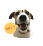 うちのかわいい犬（個別スタンプ：2）