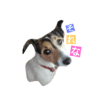 うちのかわいい犬（個別スタンプ：3）
