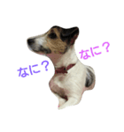 うちのかわいい犬（個別スタンプ：6）