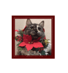 ショコラ 可愛い猫 ネコ クリスマス（個別スタンプ：3）