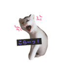 しろねこ のあちゃん（個別スタンプ：1）