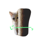しろねこ のあちゃん（個別スタンプ：3）